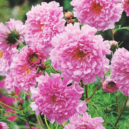 Rose BonBon, Cosmo Seeds - Packet image number null